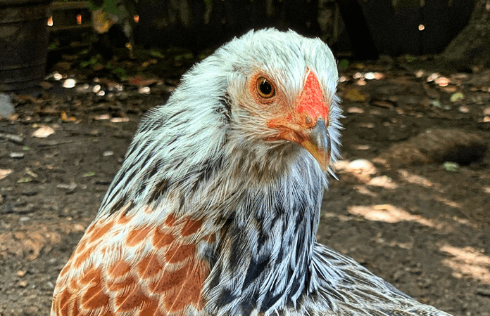 prairie bluebell egger hen