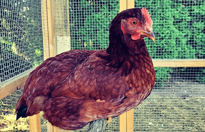 Rhode Island Red hen sitting on a roosting perch