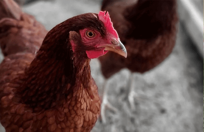 rhode island red hen