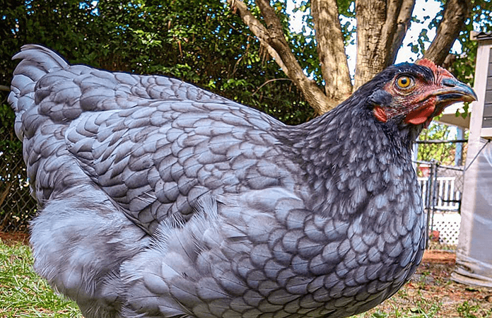 a sapphire gem chicken