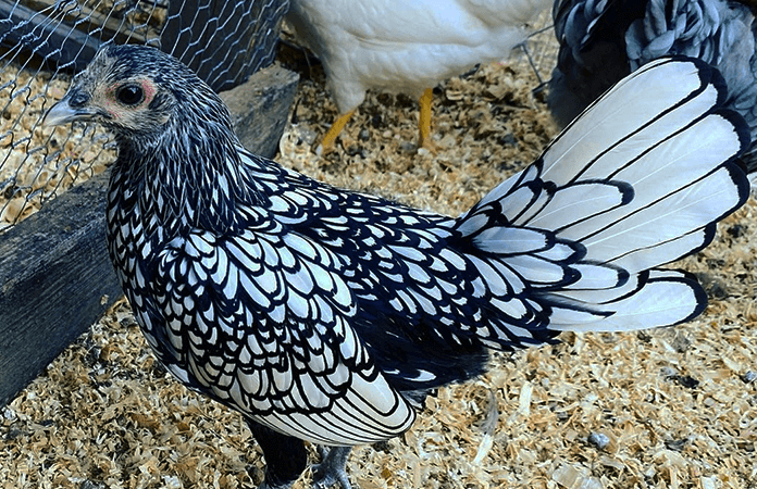 Seabright Bantam Rooster