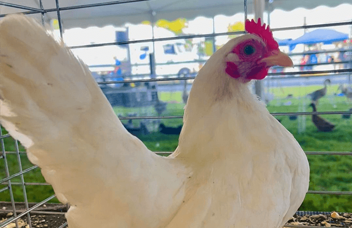 a serama chicken