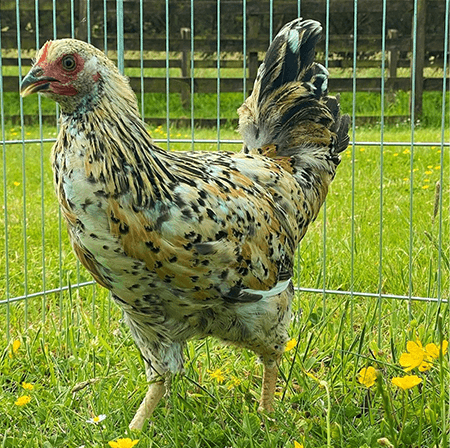 Rare Snow Leopard Swedish Flower Hen