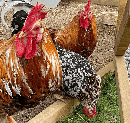 Two Swedish Flower rooster and a Swedish Flower Hen