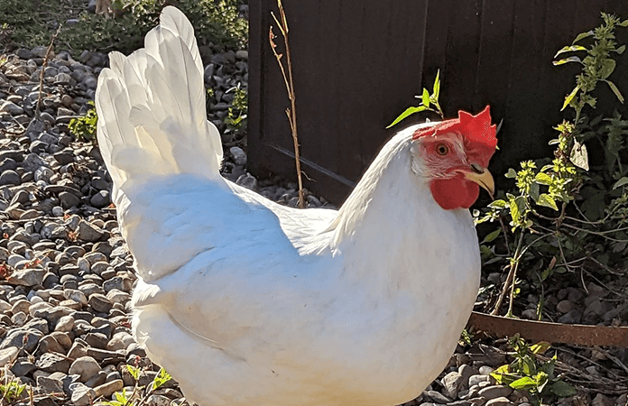 White Leghorn chicken is one of the best egg layers in the world