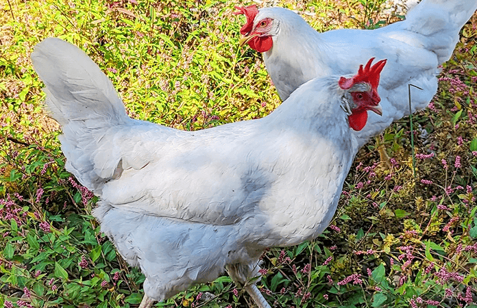 two white leghorn hens