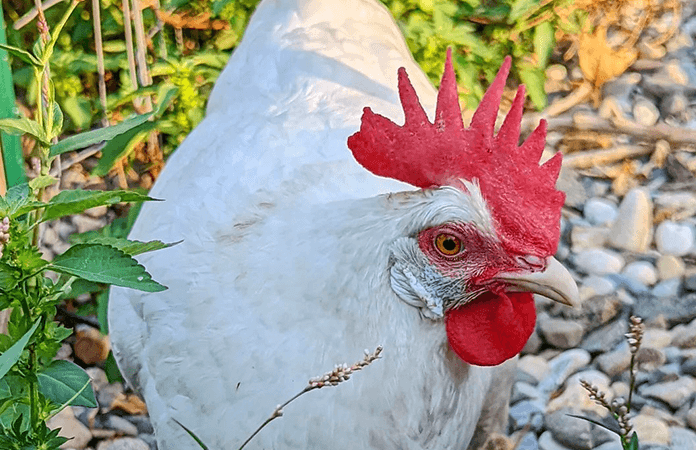 a white leghorn with a large red single comb