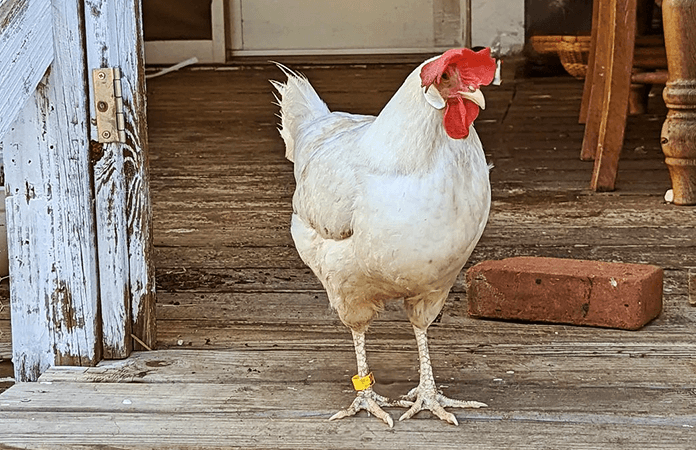 one white leghorn hen standing on a porch