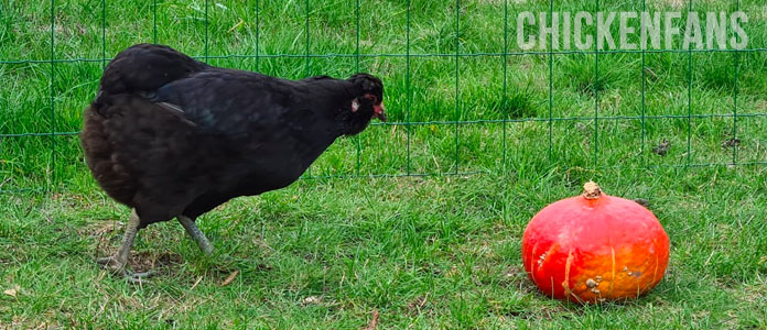 A black araucana chicken looking at a hokkaido pumpkin