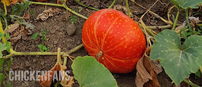 A giant big max pumpkin laying on the soil with the fruit still attached to the plant