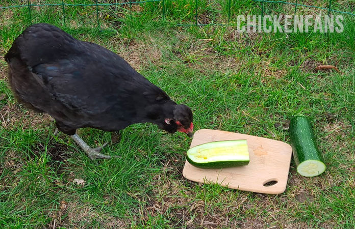 black araucana eating zucchini from a plate