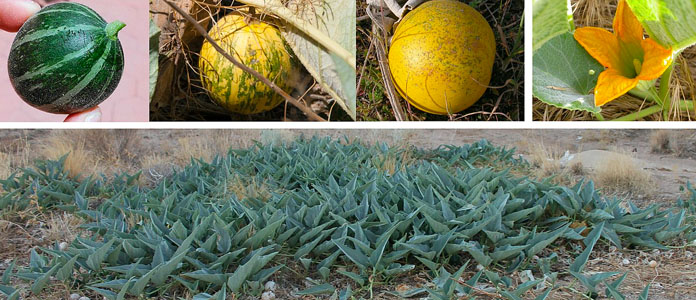Wild-growing pumpkins, their yellow flowers and a shot of the plants growing on the soil