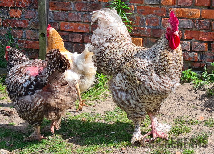 hen with a big bald spot on her back from mating standing next to a rooster