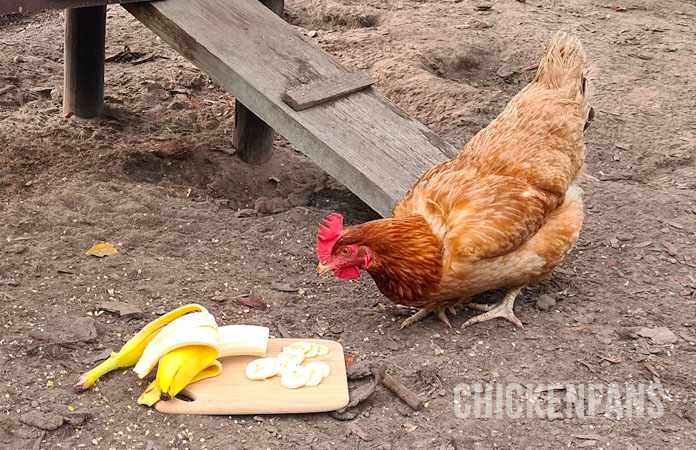 chicken inspecting a half peeled banana before eating