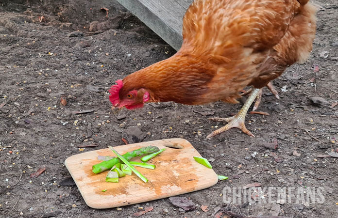 ISA Brown chicken eating green, fresh, raw asparagus outside in the chicken run