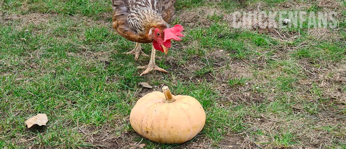 A chicken inspecting a Long Island Cheese pumpkin before eating it