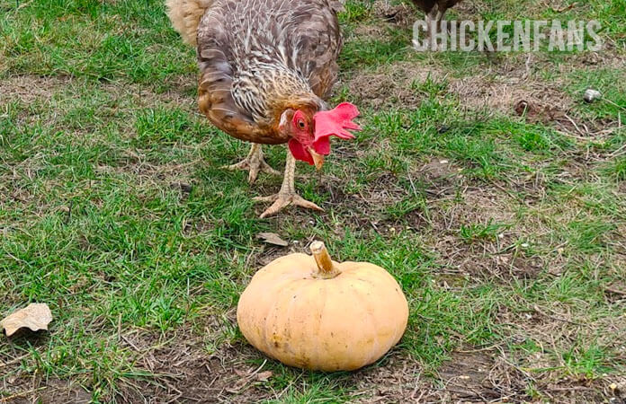 Chicken looking at a pumpkin in the chicken run