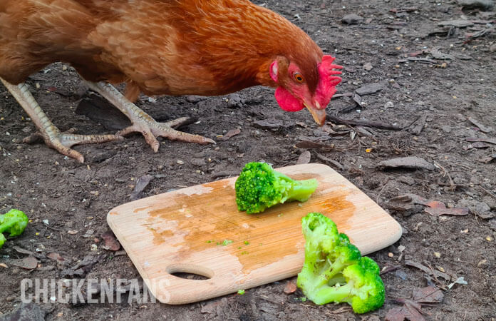 Chicken looking at broccoli