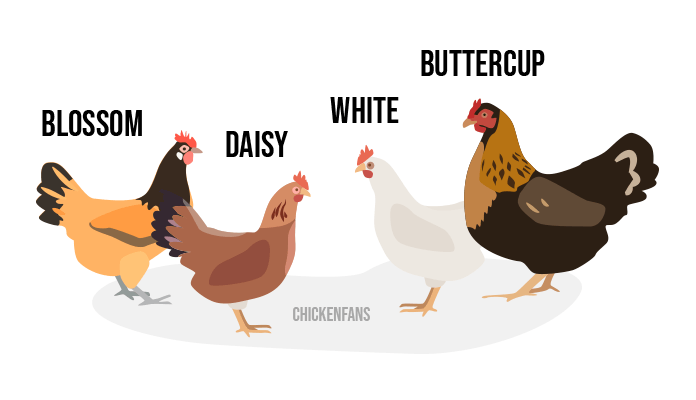 Chicken Name Generator – Find the Perfect Name for your Chicken