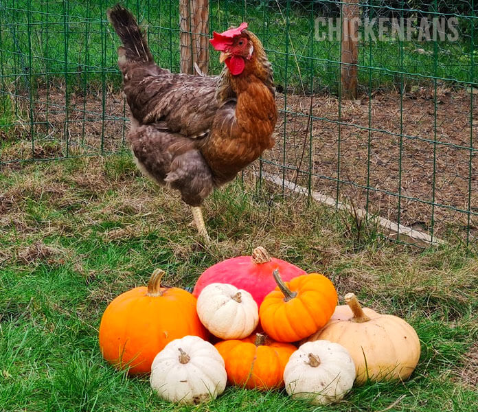 chicken standing on a pile of pumpkin varieties