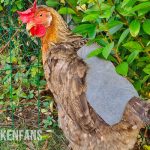 chicken wearing a chicken saddle