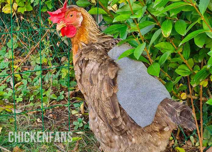 chicken wearing a chicken saddle on its back, with the wings covering the saddle and the saddle following the tail