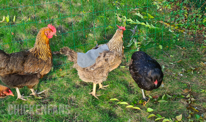 chicken wearing a chicken saddle made with the chicken saddle pattern