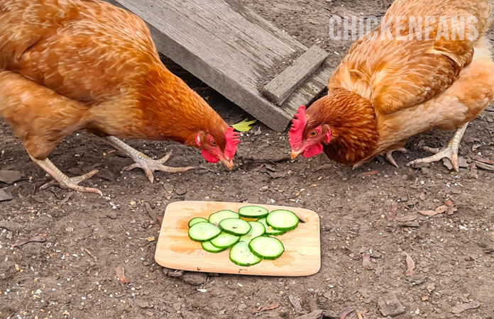 Can Chickens Eat Cucumbers Cucumber Peels Chicken Fans can-chickens-eat-cucumbers-cucumber-peels-chicken-fans