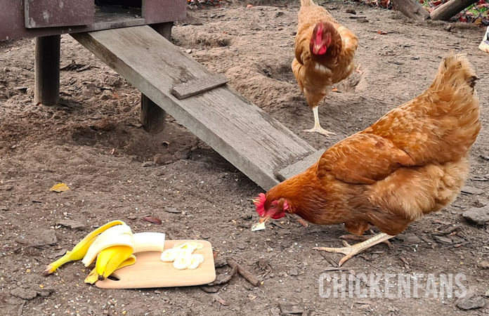 Two brown chickens eating a yellow banana with banana peels in front of their chicken coop