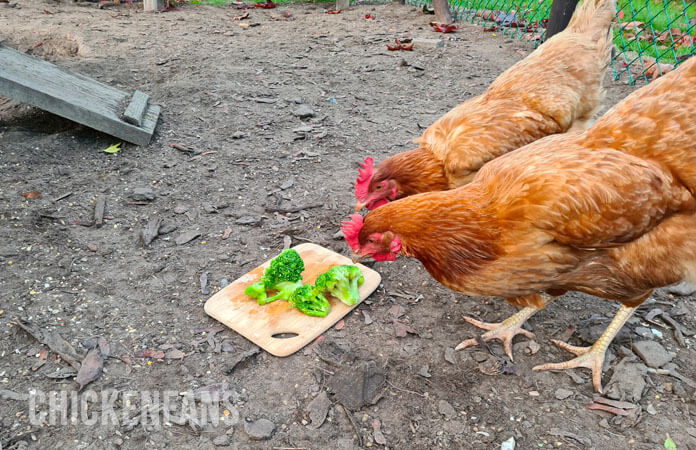 Two brown chickens eating broccoli from a plate