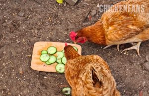 Detailed Can Chickens Eat Cucumber Peelings Design Digital Art Detailed Can Chickens Eat Cucumber Peelings Design Digital Art