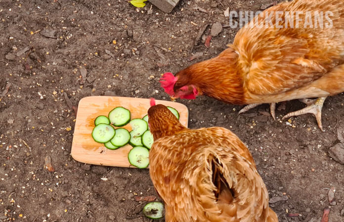 two isa brown chickens eating cucumber slices