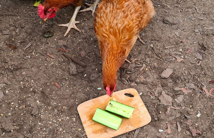 Brown laying hen eating sliced cucumber parts