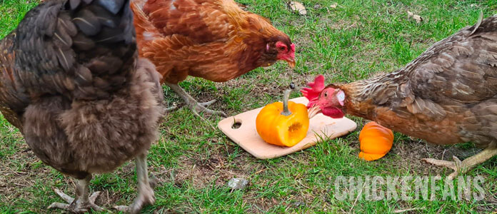 Three chickens eating seeds from a sliced munchkin pumpkin
