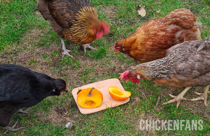 Flock of chickens picking the seeds out of a cut pumpkin