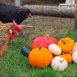 chickens looking at a pile of pumpkins in all varieties