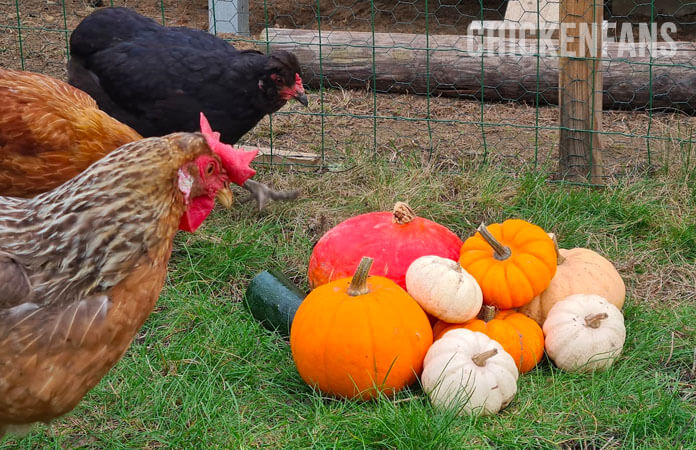 chickens looking at a pile of pumpkins in all varieties