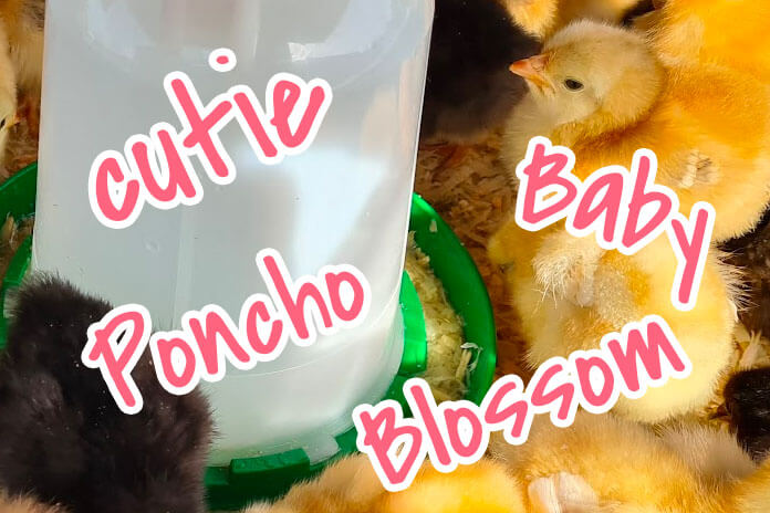 100+ Cute Chicken Names