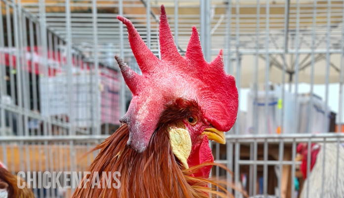 chicken with white spots on the comb from favus (ringworm) in chickens