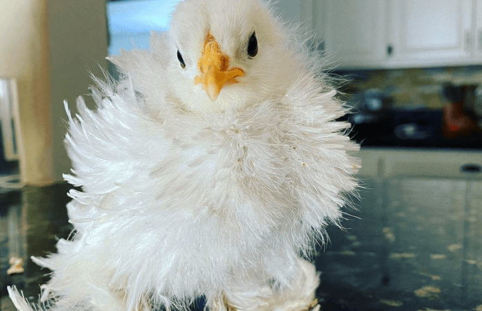 a frizzle cochin bantam chick