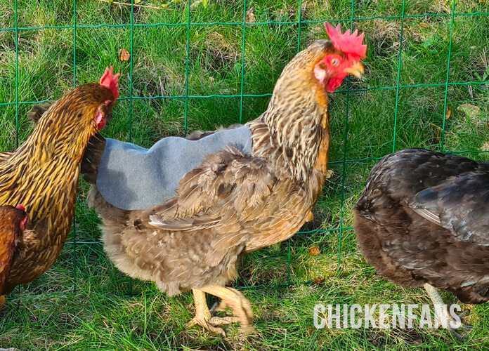 Green Egger Chicken wearing Chicken Saddle