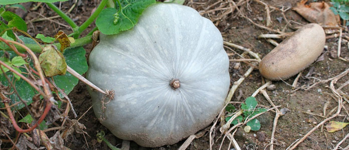 A Jarrahdale pumpkin growing on the plant