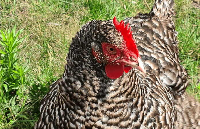 malines hen