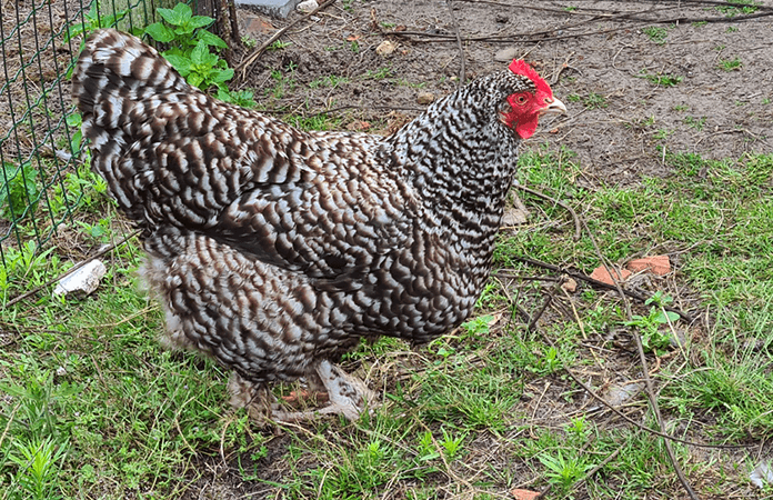 malines hen