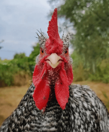 close-up of a malines rooster