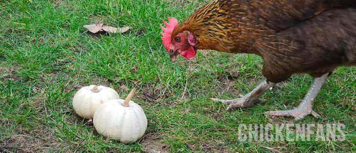 A Marans chicken looking at baby boo pumpkins to see how she can start eating it