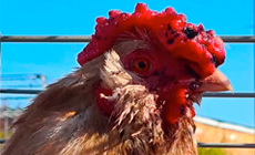 chicken with black spots on the comb due to fowl pox