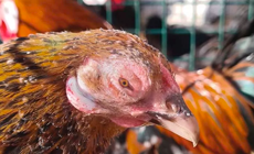 sick chicken with infectious coryza and closed eye