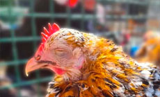 chicken with chronic respiratory disease