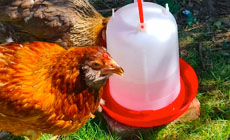 chickens drinking